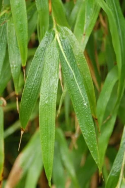 Square Stem Bamboo (Chimonobambusa Quadrangularis) - 3 Gallon Pot (2-4') -Plant Promotion Store Bamboo Square 3