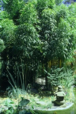 Golden Square Stem Bamboo (Chimonobambusa Quadrangularis 'Suow') - 3 Gallon Pot -Plant Promotion Store Bamboo Square 4 1