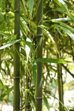 Square Stem Bamboo (Chimonobambusa Quadrangularis) - 3 Gallon Pot (2-4') -Plant Promotion Store Bamboo Square 7