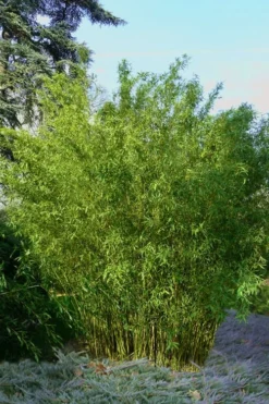 Plant Promotion Store 8 Stone Bamboo - Phyllostachys Angusta - 3 Gallon Pot (3-4')