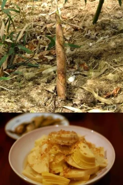 Sweet Shoot Bamboo - Phyllostachys Dulcis - 3 Gallon Pot 9 Sweet Shoot Bamboo - Phyllostachys Dulcis - 3 Gallon Pot -Plant Promotion Store Bamboo Sweet Shoot 7