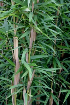 Tonkin Cane Tea Stick Bamboo - Pseudosasa Amabilis - 3 Gallon Pot -Plant Promotion Store Bamboo Tonkin Cane 12