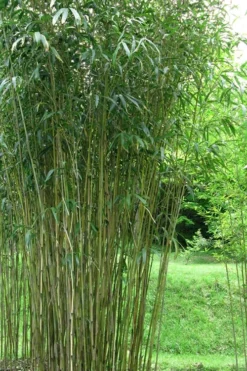 Tonkin Cane Tea Stick Bamboo - Pseudosasa Amabilis - 3 Gallon Pot -Plant Promotion Store Bamboo Tonkin Cane 21