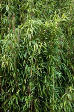 Tonkin Cane Tea Stick Bamboo - Pseudosasa Amabilis - 3 Gallon Pot -Plant Promotion Store Bamboo Tonkin Cane 3