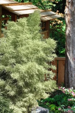 Variegated Chinese Temple Bamboo - Sinobambusa Tootsik 'Albostriata' - 3 Gallon Pot 8 Variegated Chinese Temple Bamboo - Sinobambusa Tootsik 'Albostriata' - 3 Gallon Pot -Plant Promotion Store Bamboo Variegated Chinese Temple Bamboo 5