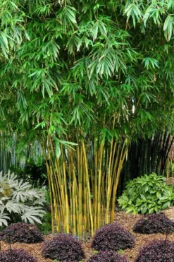 Plant Promotion Store 24 Asian Lemon Bamboo (Bambusa Eutuldoides 'Viridivittata') - 3 Gallon Pot