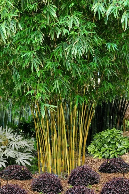 Asian Lemon Bamboo (Bambusa Eutuldoides 'Viridivittata') - 3 Gallon Pot 1 Asian Lemon Bamboo (Bambusa Eutuldoides 'Viridivittata') - 3 Gallon Pot