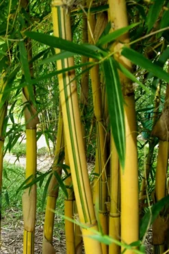 Asian Lemon Bamboo (Bambusa Eutuldoides 'Viridivittata') - 3 Gallon Pot 10 Asian Lemon Bamboo (Bambusa Eutuldoides 'Viridivittata') - 3 Gallon Pot -Plant Promotion Store Bamboo Viridivittata 3