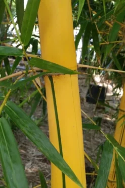 Asian Lemon Bamboo (Bambusa Eutuldoides 'Viridivittata') - 3 Gallon Pot 12 Asian Lemon Bamboo (Bambusa Eutuldoides 'Viridivittata') - 3 Gallon Pot -Plant Promotion Store Bamboo Viridivittata 6