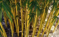 Asian Lemon Bamboo (Bambusa Eutuldoides 'Viridivittata') - 3 Gallon Pot 13 Asian Lemon Bamboo (Bambusa Eutuldoides 'Viridivittata') - 3 Gallon Pot -Plant Promotion Store Bamboo Viridivittata 7
