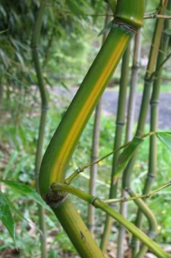 Yellow Groove Bamboo (Phyllostachys Aureosulcata) - 3 Gallon Pot (4-6'+) -Plant Promotion Store Bamboo Yellow Groove 11