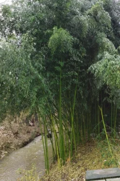Yellow Groove Bamboo (Phyllostachys Aureosulcata) - 3 Gallon Pot (4-6'+) -Plant Promotion Store Bamboo Yellow Groove 13
