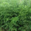 Yellow Groove Bamboo (Phyllostachys Aureosulcata) - 3 Gallon Pot (4-6'+)