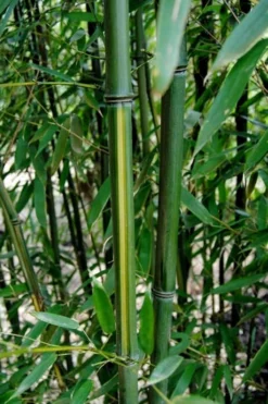 Yellow Groove Bamboo (Phyllostachys Aureosulcata) - 3 Gallon Pot (4-6'+) -Plant Promotion Store Bamboo Yellow Groove 9
