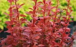 Orange Rocket Barberry - 2.5 Quart Pot 8 Orange Rocket Barberry - 2.5 Quart Pot -Plant Promotion Store Barberry Orange Rocket