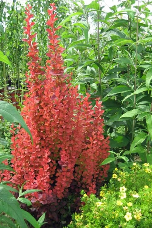 Orange Rocket Barberry - 2.5 Quart Pot 1 Orange Rocket Barberry - 2.5 Quart Pot