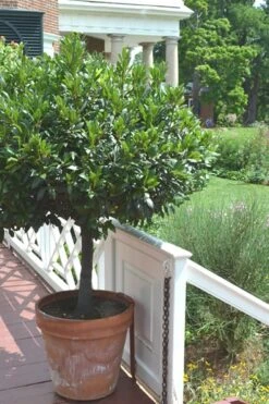Bay Laurel (Sweet Bay) - Laurus Nobilis - 3 Gallon Pot -Plant Promotion Store Bay Laurel 10