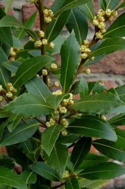 Bay Laurel (Sweet Bay) - Laurus Nobilis - 6 Pack Of 1 Gallon Pots -Plant Promotion Store Bay Laurel 2 1