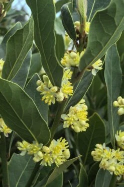 Bay Laurel (Sweet Bay) - Laurus Nobilis - 3 Gallon Pot -Plant Promotion Store Bay Laurel 3