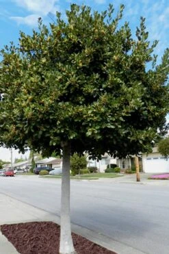 Bay Laurel (Sweet Bay) - Laurus Nobilis - 3 Gallon Pot -Plant Promotion Store Bay Laurel 5