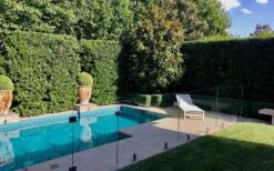 Bay Laurel (Sweet Bay) - Laurus Nobilis - 3 Gallon Pot -Plant Promotion Store Bay Laurel 7