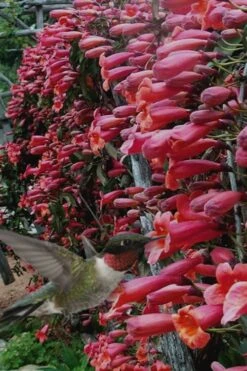 Shalimar Red Crossvine - Bignonia Capreolata - 6 Pack Of 1 Gallon Pots -Plant Promotion Store Bignonia Shalimar Red 20