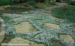 Blue Star Creeper (Laurentia Fluviatilis) - 6 Pack Of Pint Pots 15 Blue Star Creeper (Laurentia Fluviatilis) - 6 Pack Of Pint Pots -Plant Promotion Store Blue Star Creeper 20