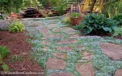 Blue Star Creeper (Laurentia Fluviatilis) - 6 Pack Of Pint Pots 13 Blue Star Creeper (Laurentia Fluviatilis) - 6 Pack Of Pint Pots -Plant Promotion Store Blue Star Creeper 21