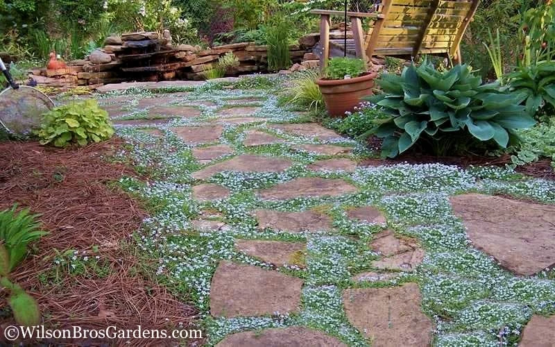 Blue Star Creeper (Laurentia Fluviatilis) - 6 Pack Of Pint Pots 5 Blue Star Creeper (Laurentia Fluviatilis) - 6 Pack Of Pint Pots - Image 5