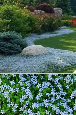 Blue Star Creeper (Laurentia Fluviatilis) - 6 Pack Of Pint Pots 14 Blue Star Creeper (Laurentia Fluviatilis) - 6 Pack Of Pint Pots -Plant Promotion Store Blue Star Creeper 24