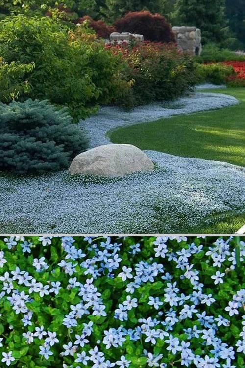 Blue Star Creeper (Laurentia Fluviatilis) - 6 Pack Of Pint Pots 6 Blue Star Creeper (Laurentia Fluviatilis) - 6 Pack Of Pint Pots - Image 6
