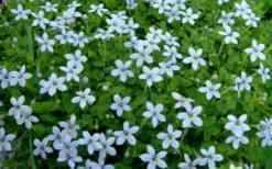 Blue Star Creeper (Laurentia Fluviatilis) - 18 Pack Of Pint Pots 12 Blue Star Creeper (Laurentia Fluviatilis) - 18 Pack Of Pint Pots -Plant Promotion Store Blue Star Creeper Laurentia 1 1