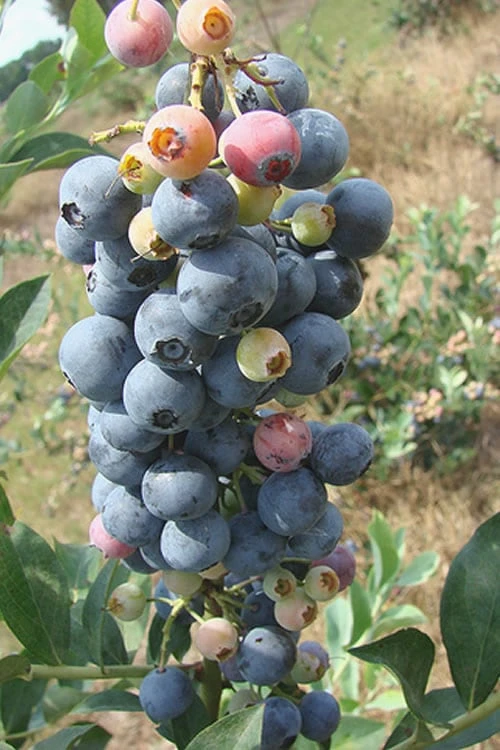 Climax Rabbiteye Blueberry - 6 Pack Of 1 Gallon Pots 1 Climax Rabbiteye Blueberry - 6 Pack Of 1 Gallon Pots