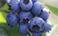 Delite Rabbiteye Blueberry - 3 Gallon Pot -Plant Promotion Store Blueberry Delite