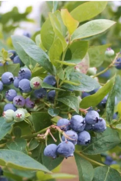 Jubilee Southern Highbush Blueberry - 1 Gallon Pot -Plant Promotion Store Blueberry Southern Higbush Jubilee 500x750 2