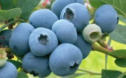 Takes The Cake Rabbiteye Blueberry Bush - 1 Gallon Pot -Plant Promotion Store Blueberry Takes The Cake