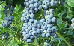 Tifblue Rabbiteye Blueberry - 7 Gallon Pot -Plant Promotion Store Blueberry Tifblue
