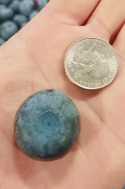 Titan Blueberry - 3 Gallon Pot