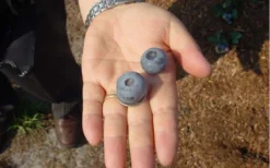 Titan Blueberry - 1 Gallon Pot 10 Titan Blueberry - 1 Gallon Pot -Plant Promotion Store Blueberry Titan