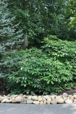 White Bottlebrush Buckeye - Aesculus Parviflora - 7 Gallon Pot (5-6') -Plant Promotion Store Bottlebrush Buckeye White 12