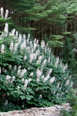 White Bottlebrush Buckeye - Aesculus Parviflora - 7 Gallon Pot (5-6') -Plant Promotion Store Bottlebrush Buckeye White 7