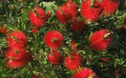 Scarlet Compacta Bottlebrush - Callistemon - 3 Gallon Pot -Plant Promotion Store Bottlebrush Scarlet Compacta 2