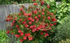 Scarlet Compacta Bottlebrush - Callistemon - 3 Gallon Pot -Plant Promotion Store Bottlebrush Scarlet Compacta