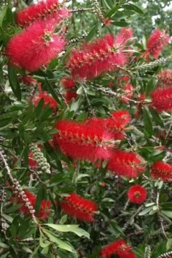 Scarlet Compacta Bottlebrush - Callistemon - 3 Gallon Pot