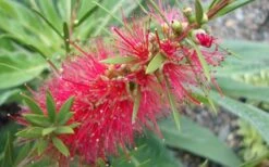Woodlanders Cold Hardy Red Bottlebrush - Callistemon - 1 Gallon Pot -Plant Promotion Store Bottlebrush Woodlanders Hardy 1