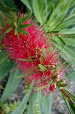 Woodlanders Cold Hardy Red Bottlebrush - Callistemon - 1 Gallon Pot -Plant Promotion Store Bottlebrush Woodlanders Hardy Red 20