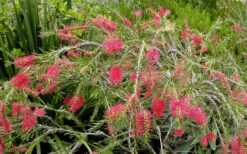 Woodlanders Cold Hardy Red Bottlebrush - Callistemon - 1 Gallon Pot -Plant Promotion Store Bottlebrush Woodlanders Hardy Red 22