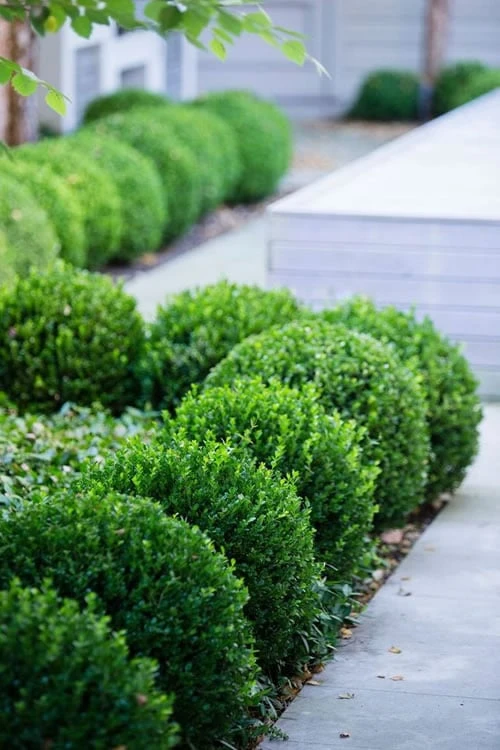 Baby Gem Boxwood - 6 Pack Of 1 Gallon Pots 1 Baby Gem Boxwood - 6 Pack Of 1 Gallon Pots
