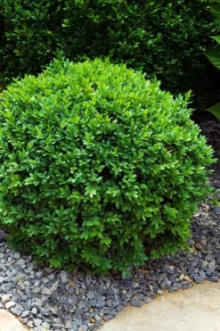 Dwarf English Boxwood - 6 Pack Of 1 Gallon Pots