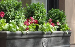 Dwarf English Boxwood - 2 Gallon Pot 9 Dwarf English Boxwood - 2 Gallon Pot -Plant Promotion Store Boxwood Dwarf English 2